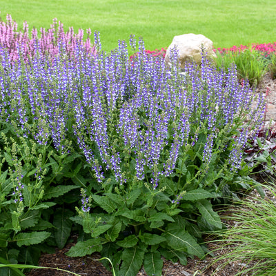 Salvia 'Azure Snow' Photo credit and courtesy of Walters Gardens