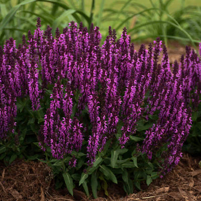 Salvia 'Bumbleberry' Photo credit & courtesy of Walters Gardens Inc.