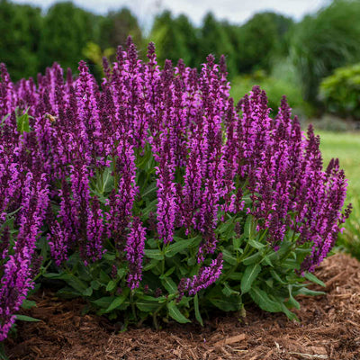 Salvia 'Bumbleberry' Photo credit & courtesy of Walters Gardens Inc.