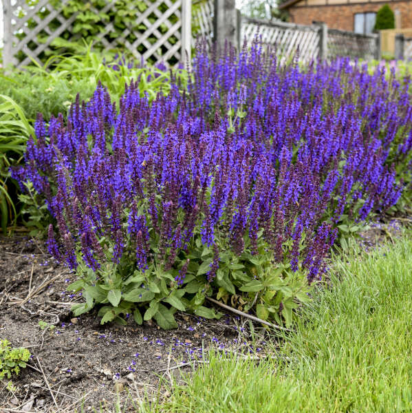 Salvia 'Violet Profusion' Photo credit & courtesy of Walters Gardens, Inc.
