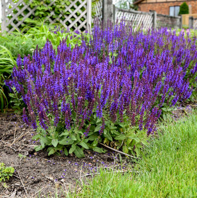 Salvia 'Violet Profusion' Photo credit & courtesy of Walters Gardens, Inc.