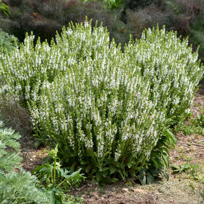 Salvia 'White Profusion' Photo credit & courtesy of Walters Gardens Inc.