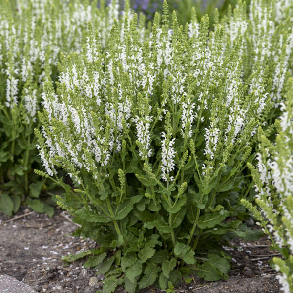 Salvia 'White Profusion' Photo credit & courtesy of Walters Gardens Inc.