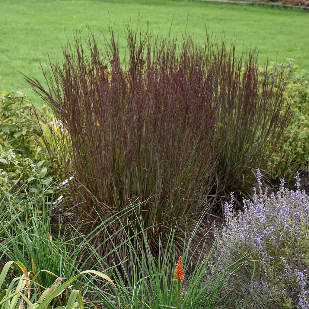 Schizachyrium scoparium 'Smoke Signal' Photo courtesy of Walters Gardens, Inc.