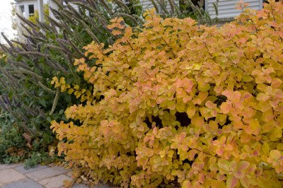 Spirea Birchleaf fall gold color Photo courtesy of Bailey Nurseries