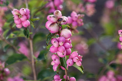Coralberry 'Candy', Photo courtesy of Bailey Nurseries