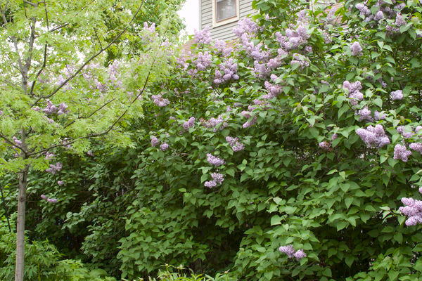 Lilac common purpe photo courtesy of Bailey Nurseries Inc.