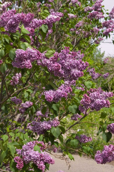 Lilac Sensation Photo courtesy of Bailey Nurseries