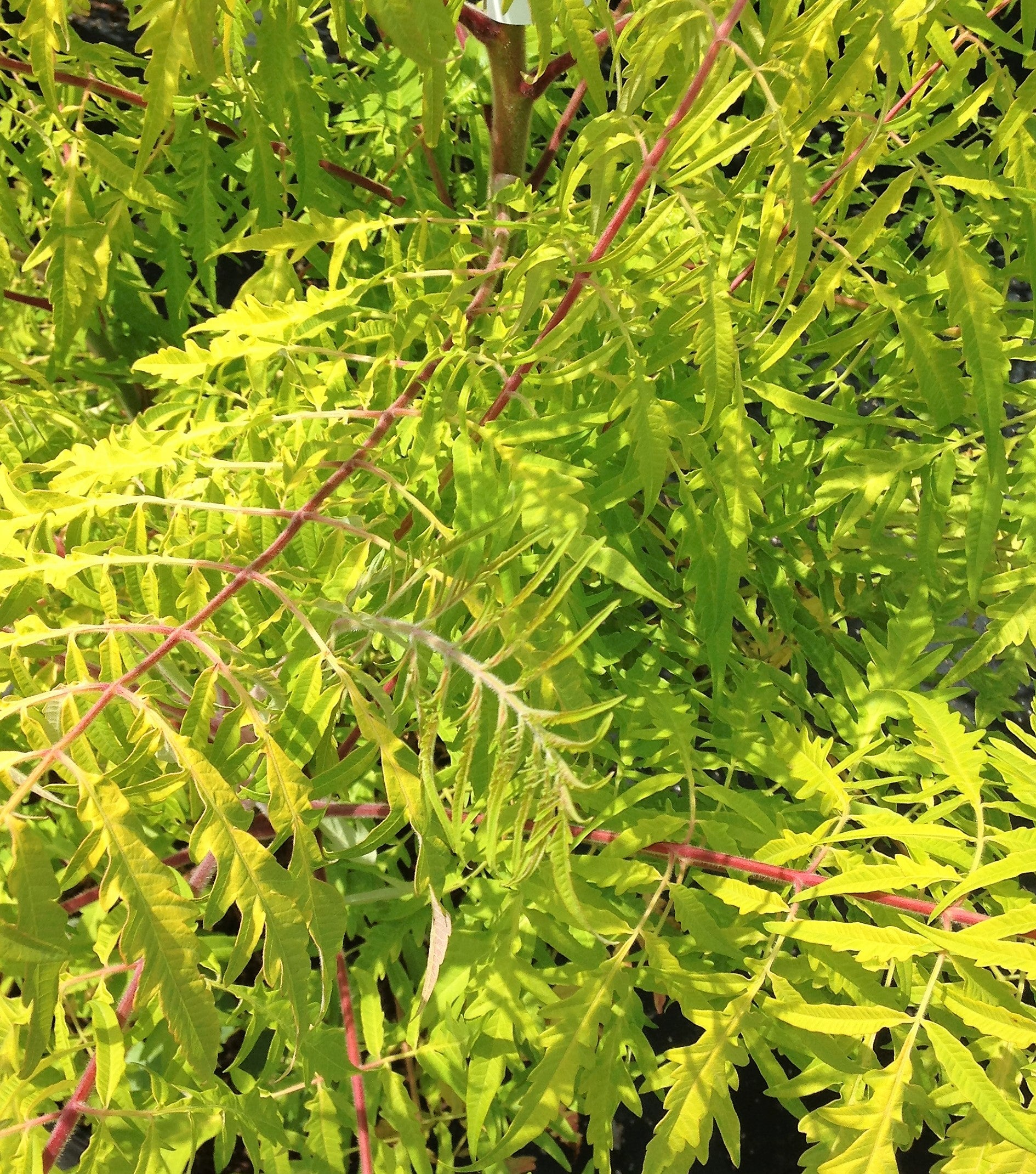 Sumac Tiger Eyes Cutleaf for sale | Shop Stuart's – Stuart's ...