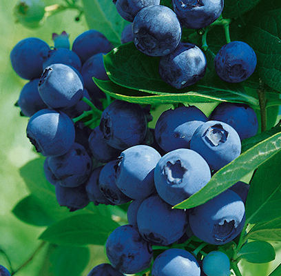 Blueray Blueberry Photo Courtesy of Bailey Nurseries
