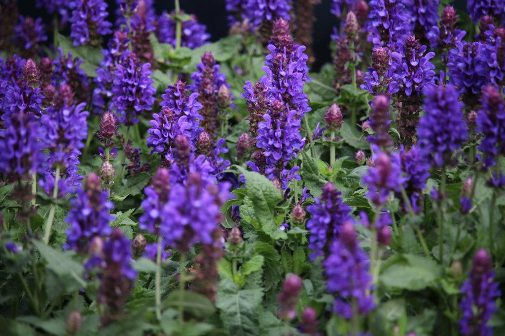 Salvia Blue Marvel Photo credit & courtesy of “Star® Roses and Plants”