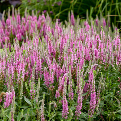 Veronica 'Pink Potion' Photo credit & courtesy of Walters Gardens, Inc.
