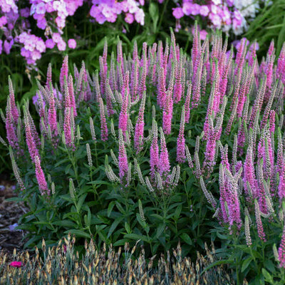 Veronica 'Pink Potion' Photo credit & courtesy of Walters Gardens, Inc.