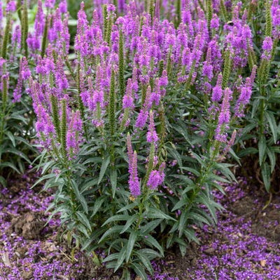 Veronica 'Purple Leia' Photo credit & courtesy of Walters Gardens Inc.