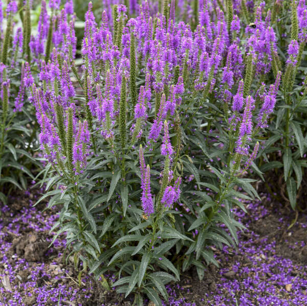Veronica 'Purple Leia' Photo credit & courtesy of Walters Gardens Inc.