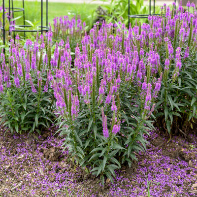 Veronica 'Purple Leia' Photo credit & courtesy of Walters Gardens Inc.