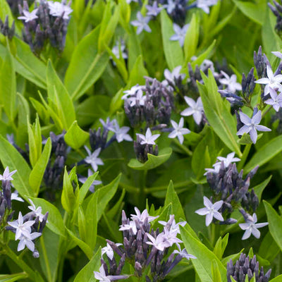 Amsonia Blue star Photo courtesy of Walters Gardens, Inc.