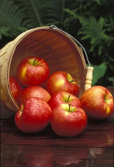 Apple Honeycrisp Photo courtesy Bailey Nurseries, Inc