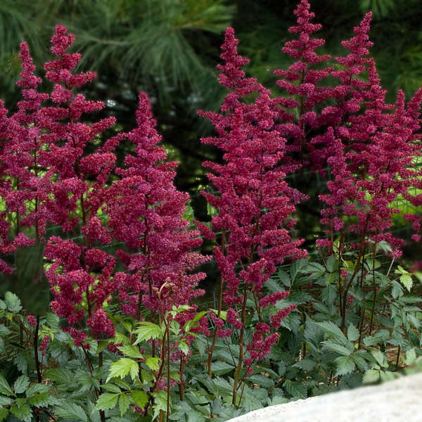 astilbe-burgundy-red Photo courtesy of Walters Gardens, Inc.