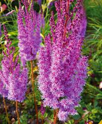 Astilbe 'Superba', 1 gallon