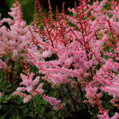 Astilbe_Delft Lace Photo courtesy of Walters Gardens, Inc.