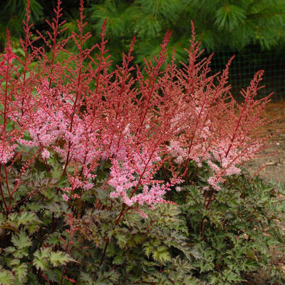 Astilbe_Delft Lace Photo courtesy of Walters Gardens, Inc.