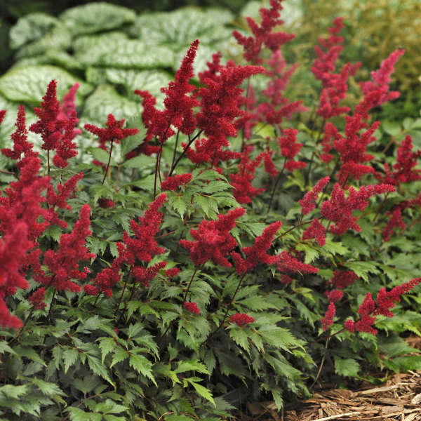 Astilbe x arendsii 'Fanal' Photo courtesy of Walters Gardens, Inc.