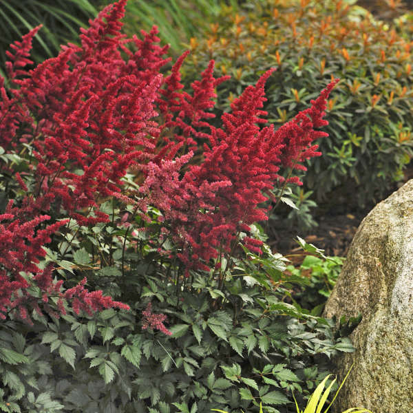 Astilbe x arendsii 'Fanal' Photo courtesy of Walters Gardens, Inc.
