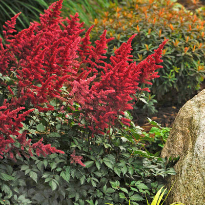 Astilbe x arendsii 'Fanal' Photo courtesy of Walters Gardens, Inc.