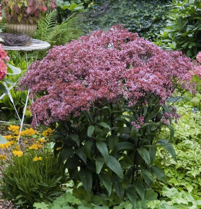 Eupatorium Baby Joe photo courtesy of Bailey Nurseries Inc