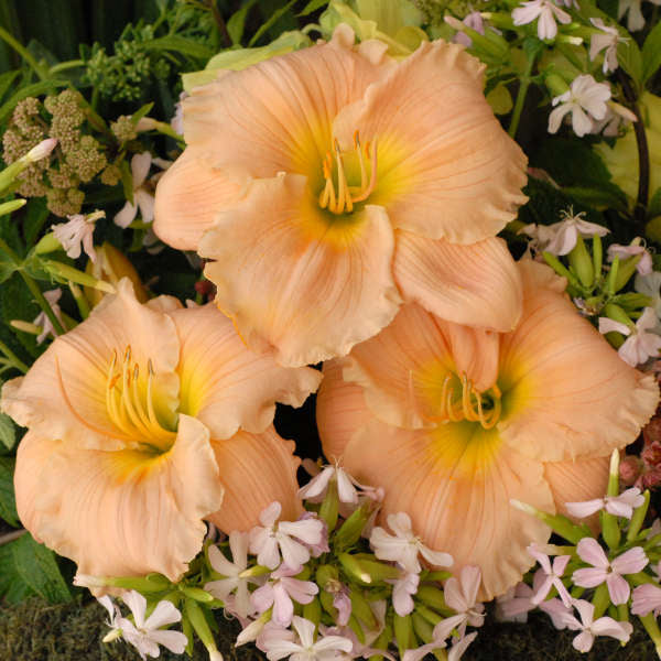 daylily-Barbara Mitchell flowers Photo courtesy of Walters Gardens Inc