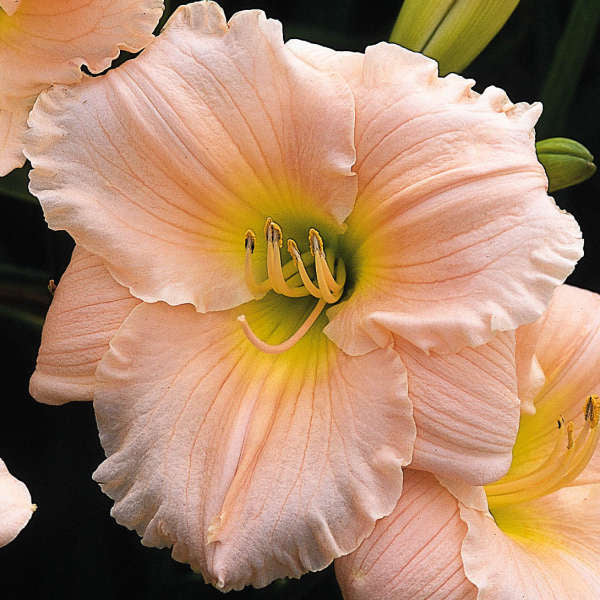 daylily-Barbara Mitchell flower Photo courtesy of Walters Gardens Inc