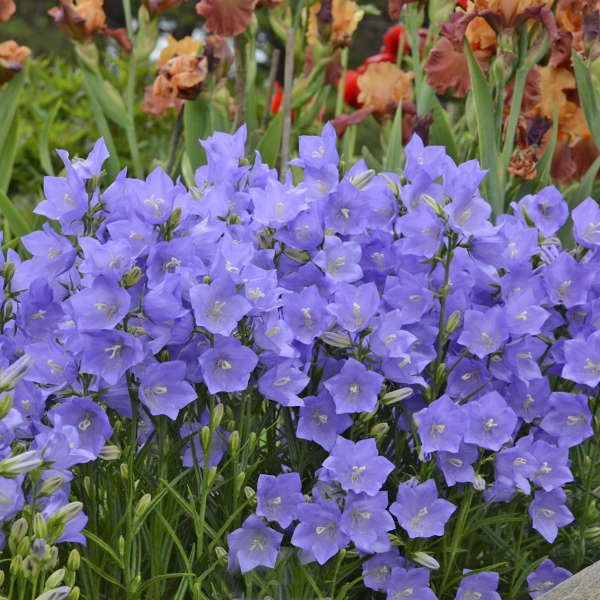 bellflower-Takion Blue Photo courtesy of Walters Gardens, Inc.