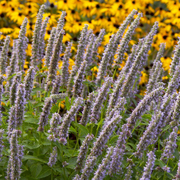 agastache-blue fortune Photo courtesy of Walters Gardens, Inc.