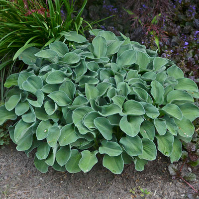 Hosta 'Blue Mouse Ears' Photo courtesy of Walters Gardens