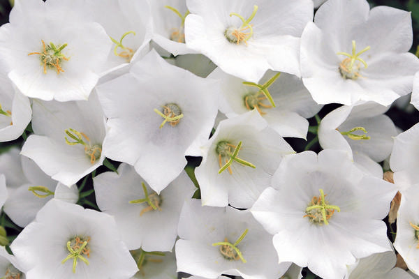 White Uniform Campanula Photo courtesy of Bailey Nurseries