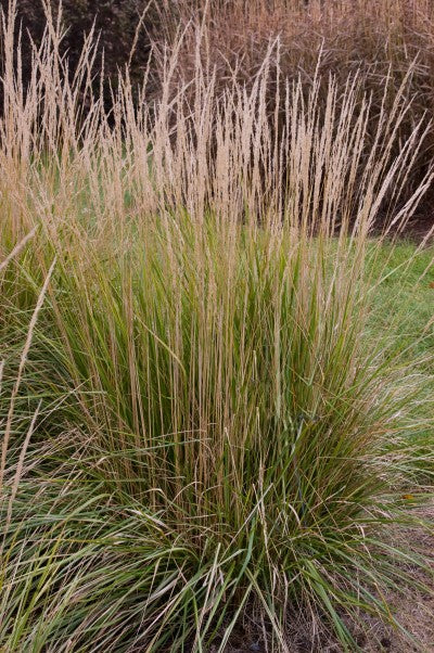 Grass-Avalanche Feather Reed Photo courtesy Bailey Nurseries, Inc