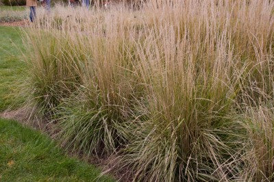 Grass-Avalanche Feather Reed Photo courtesy Bailey Nurseries, Inc