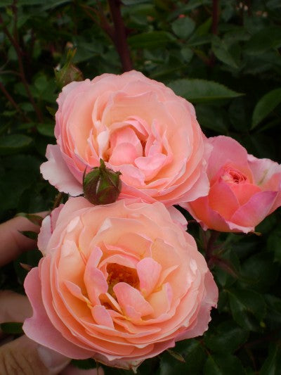 Calypso Rose Photo courtesy of Bailey Nurseries
