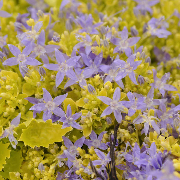 Campanula Dickson's Gold with flowers photo courtesy of Walter's Gardens