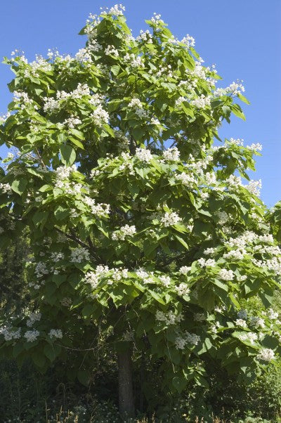 Catalpa Northern