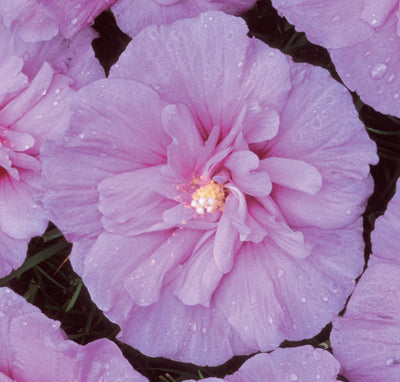 Lavender Chiffon Hibiscus Photo courtesy of Proven Winners - www.provenwinners.com