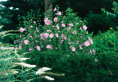 Lavender Chiffon Hibiscus Photo courtesy of Proven Winners - www.provenwinners.com