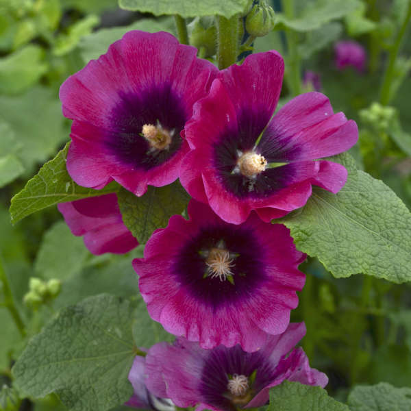 Alcea rosea Halo Series Cerise 1 gallon