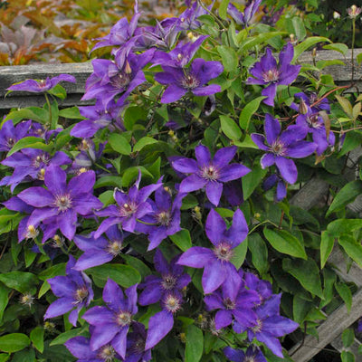 Clematis The President Photo courtesy of Walters Gardens, Inc