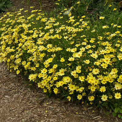 Coreopsis Full moon Photo courtesy of Walters Gardens, Inc.