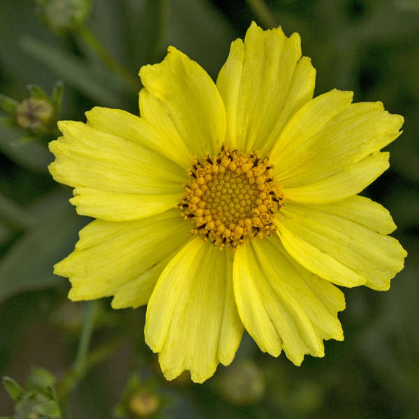 Coreopsis Full moon Photo courtesy of Walters Gardens, Inc.