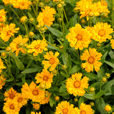 coreopsis Jethro tull Photo courtesy of Walters Gardens, Inc