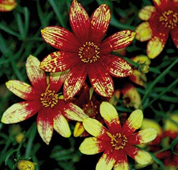 Coreopsis route 66 | Photo courtesy of Proven Winners - www.provenwinners.com.