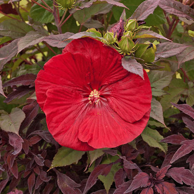 Hibiscus 'Cranberry Crush' Photo courtesy of Walters Gardens